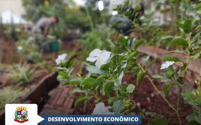 Secretaria de Desenvolvimento Econômico realiza revitalização em canteiro de flores na Praça Ipiranga